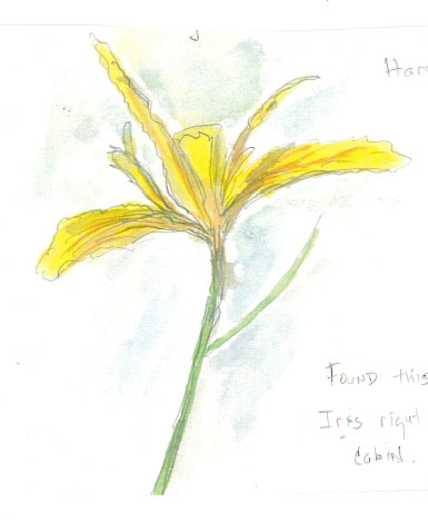 Nature Journaling In Pinecrest - Hartwegs Iris Nature Journaling In Pinecrest - Hartwegs Iris